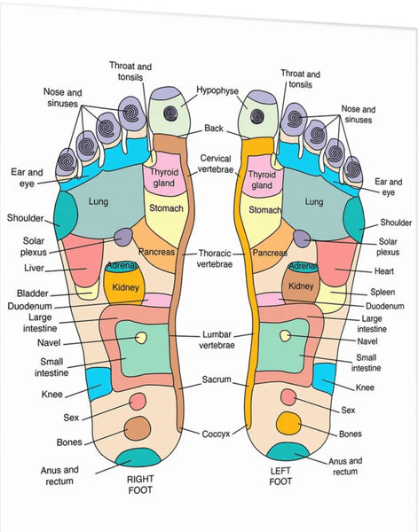 Foot reflexology and pressure point diagram